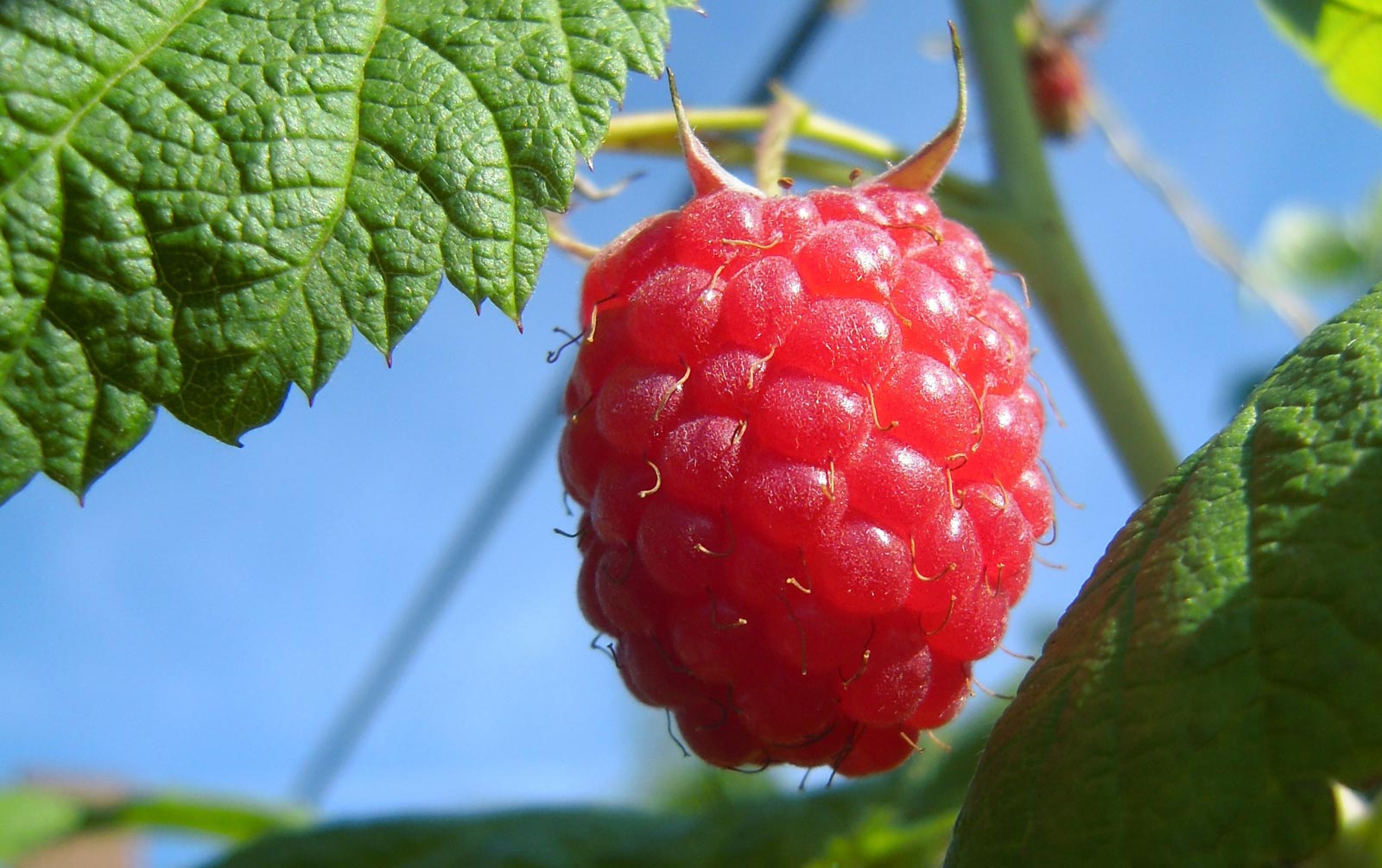Raspberry in the gardens of Yvoire.