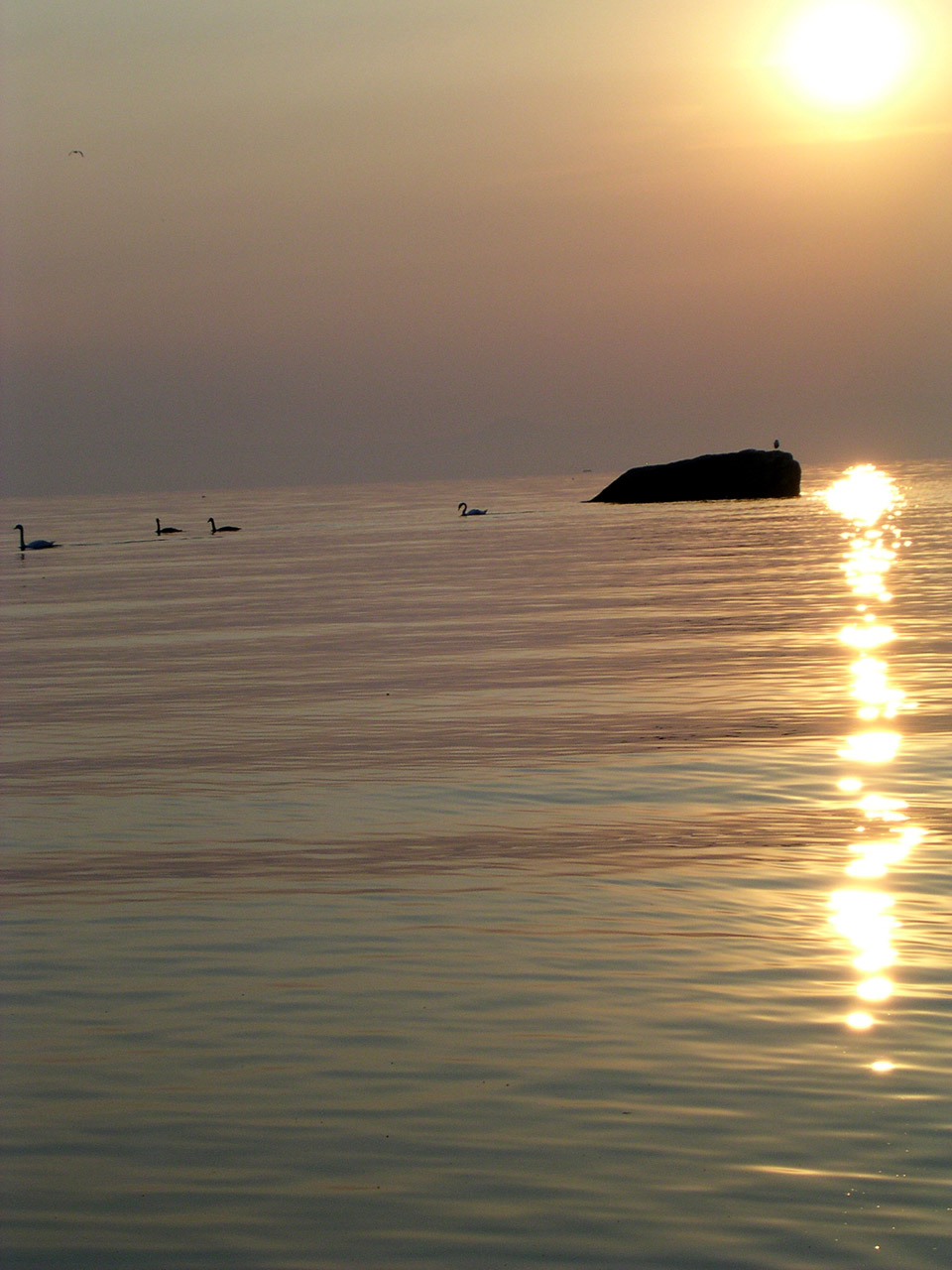 Swans at sunrise.